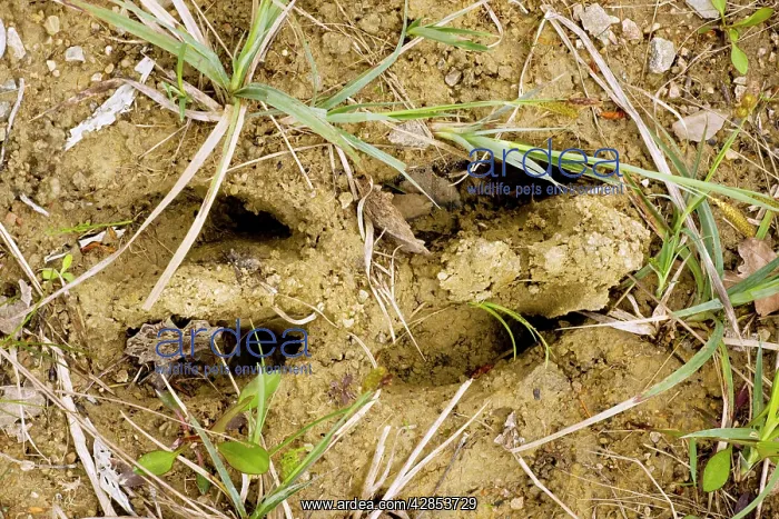 : Footprint of Elk / Moose : Footprint of Elk / Moose