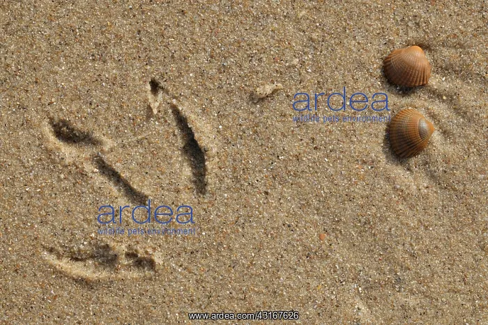 : Footprint of a gull (Larus sp) and Common Cockles (Cerastoderma edule) on the beach : Footprint of a gull (Larus sp) and Common Cockles (Cerastoderma edule) on the beach