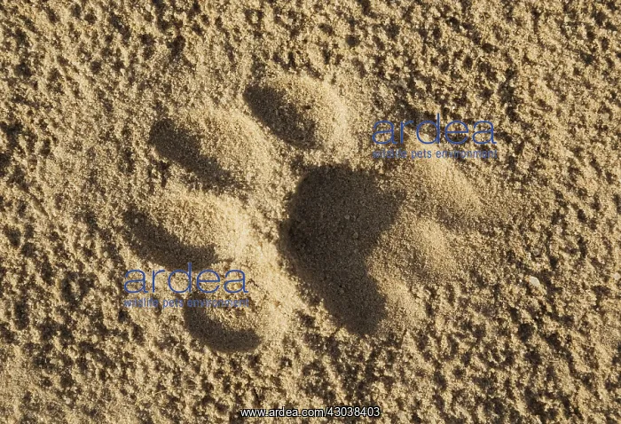 : Footprint of a lioness in the sand of a road - Kalahari : Footprint of a lioness in the sand of a road - Kalahari