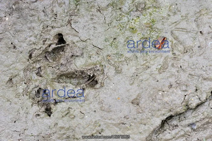 : Footprint of Red partridge in the mud in the spring : Footprint of Red partridge in the mud in the spring