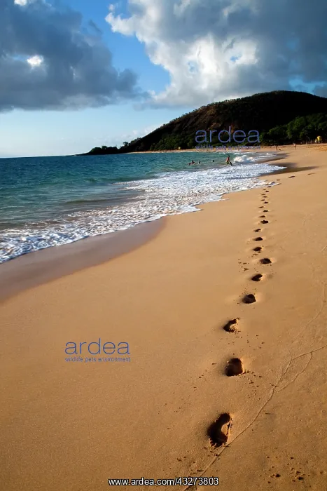 : Footprints on Big Beach, Makena, Maui, Hawaii : Footprints on Big Beach, Makena, Maui, Hawaii