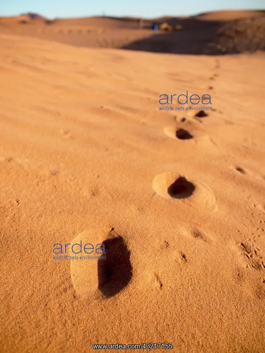 : Footprints in desert, in Erg Chebbi, Morocco : Footprints in desert, in Erg Chebbi, Morocco