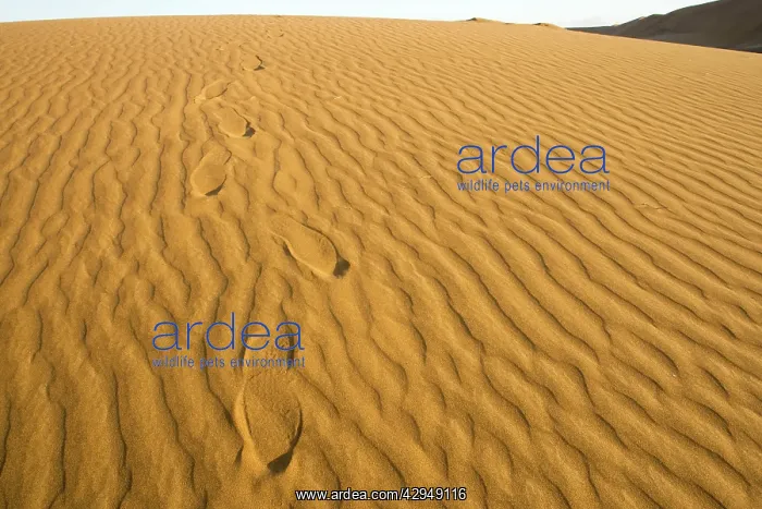 : Footprints leading over a dune : Footprints leading over a dune