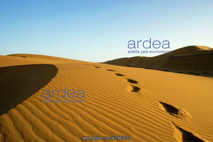 : Footprints leading over a dune : Footprints leading over a dune