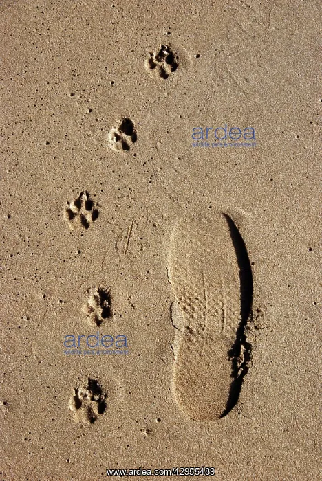  : Footprints - one man and his dog - on a sandy beach