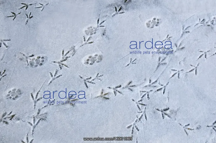  : Footprints Woodpigeon and Cat in Snow France