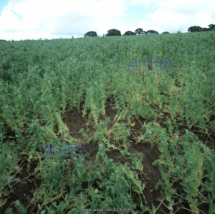 : Footrot Infection in Pea Crop : Footrot Infection in Pea Crop