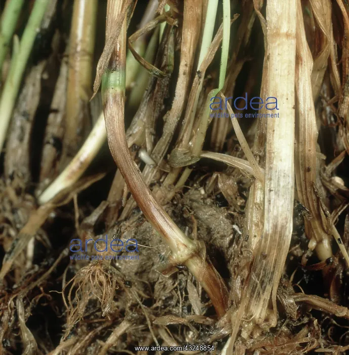 : Footrot on Wheat : Footrot on Wheat