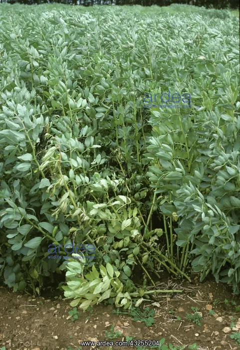 : Footrot wilting field bean plants : Footrot wilting field bean plants