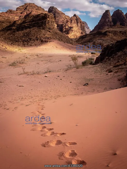 : Footsteps walking alone in Wadi Rum desert, Jordan. M : Footsteps walking alone in Wadi Rum desert, Jordan. M