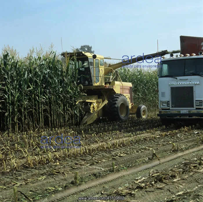 : Forage harvesting tall maize crop : Forage harvesting tall maize crop