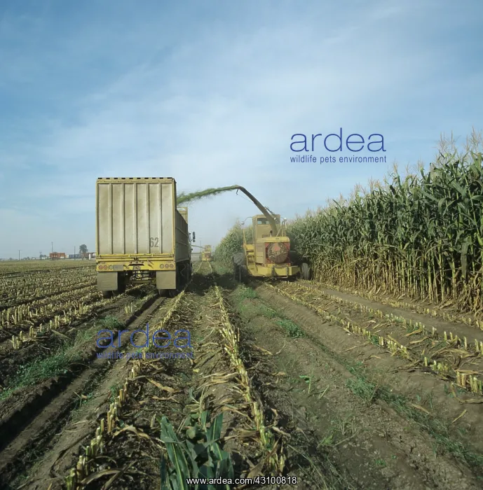 : Forage harvesting tall maize crop : Forage harvesting tall maize crop