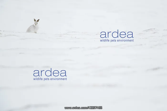 : A foraging Mountain Hare (Lepus timidus) pauses : A foraging Mountain Hare (Lepus timidus) pauses