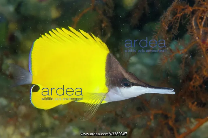 : Forcepsfish : Forcepsfish