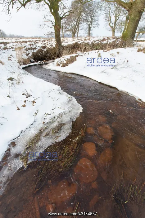 : Ford with stones in stream in snow covered landscape with tr : Ford with stones in stream in snow covered landscape with tr