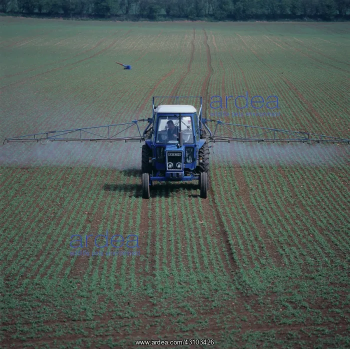 : Ford tractor spraying a pea crop : Ford tractor spraying a pea crop