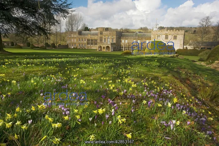 : Forde Abbey, Dorset, in early spring, with daffodils : Forde Abbey, Dorset, in early spring, with daffodils