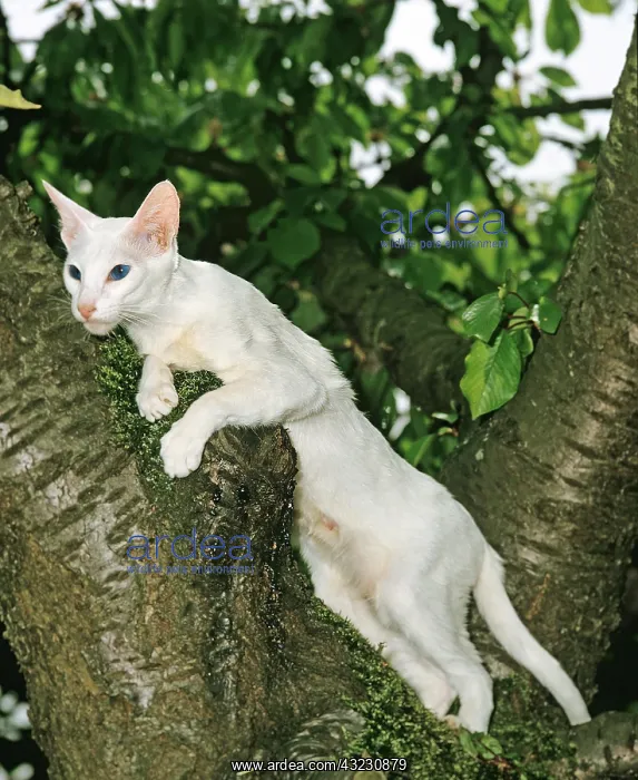 : Foreign White Domestic Cat standing in Tree : Foreign White Domestic Cat standing in Tree