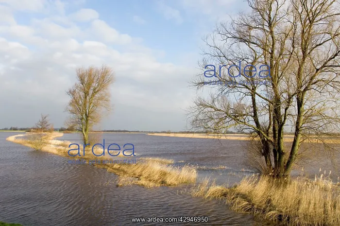 : Foreland flooded river in winter : Foreland flooded river in winter