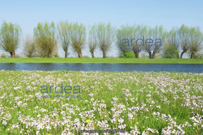: Foreland river IJssel - In springtime with flowering : Foreland river IJssel - In springtime with flowering