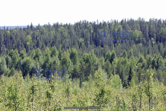  : Forest. Kuhmo, Finland