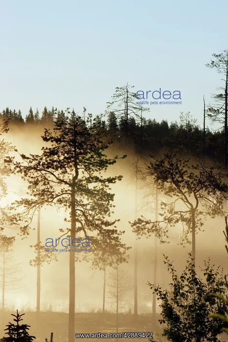 : Forest. Kuhmo, Finland : Forest. Kuhmo, Finland