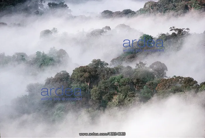 : FOREST : FOREST