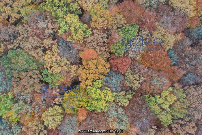 : Forest aerial : Forest aerial