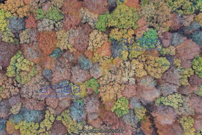 : Forest aerial : Forest aerial