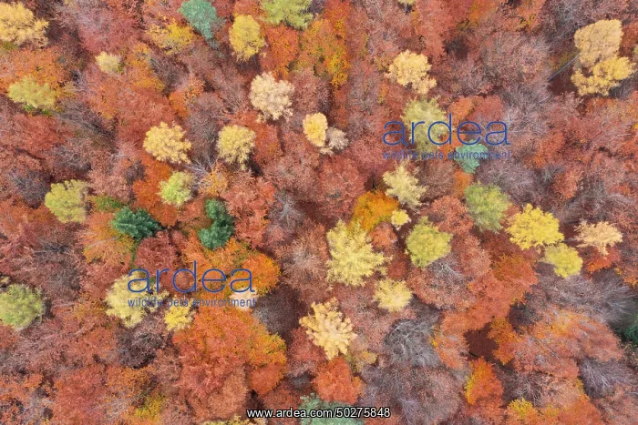 : Forest aerial : Forest aerial