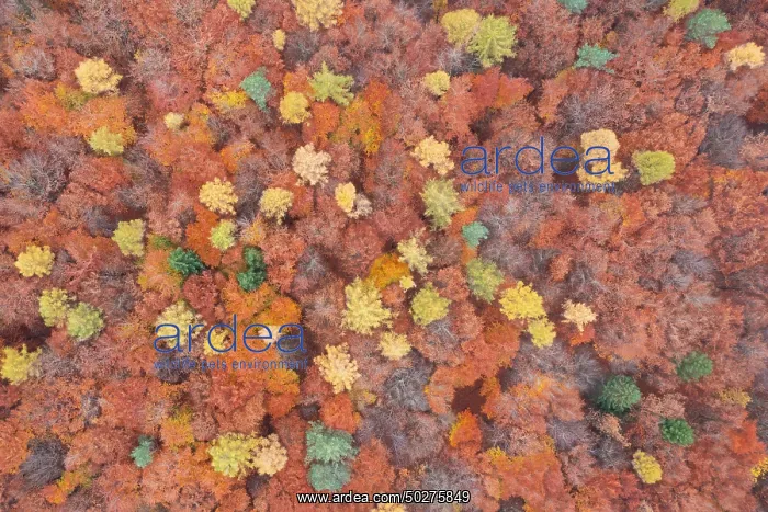 : Forest aerial : Forest aerial