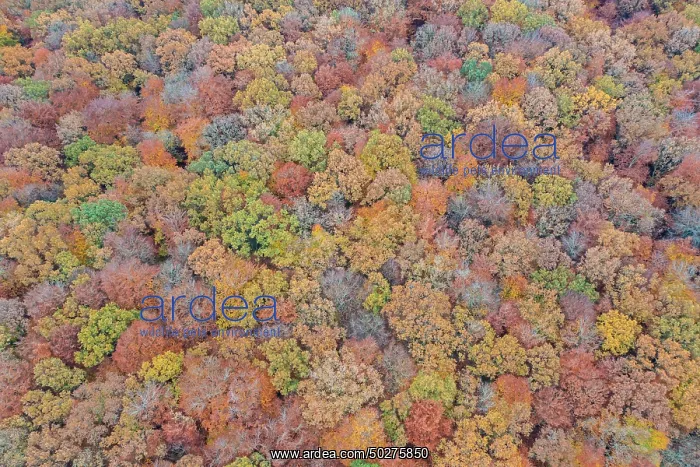 : Forest aerial : Forest aerial
