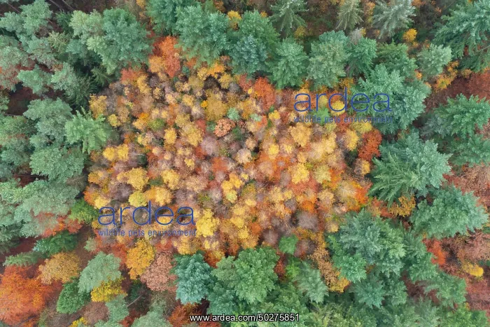 : Forest aerial : Forest aerial