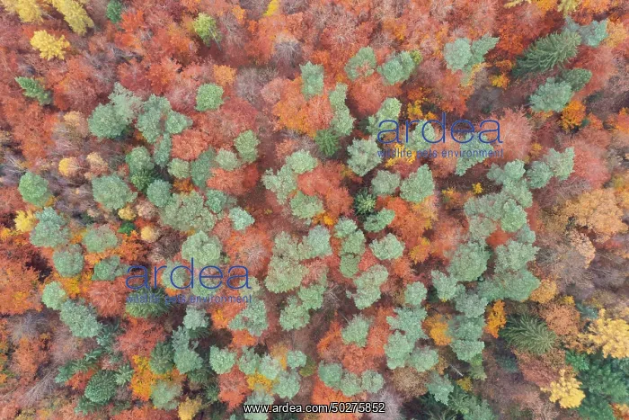 : Forest aerial : Forest aerial