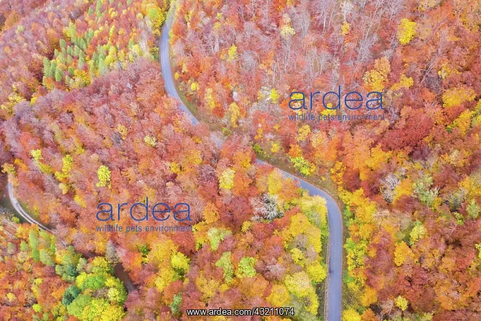  : Forest in autumn colourful leaves season aerial