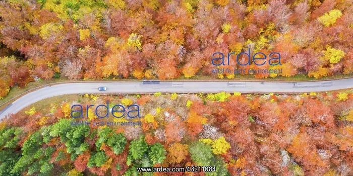 : Forest in autumn colourful leaves season aerial : Forest in autumn colourful leaves season aerial