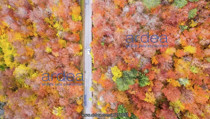 : Forest in autumn colourful leaves season aerial : Forest in autumn colourful leaves season aerial