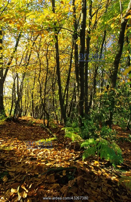 : Forest in autumn, France : Forest in autumn, France