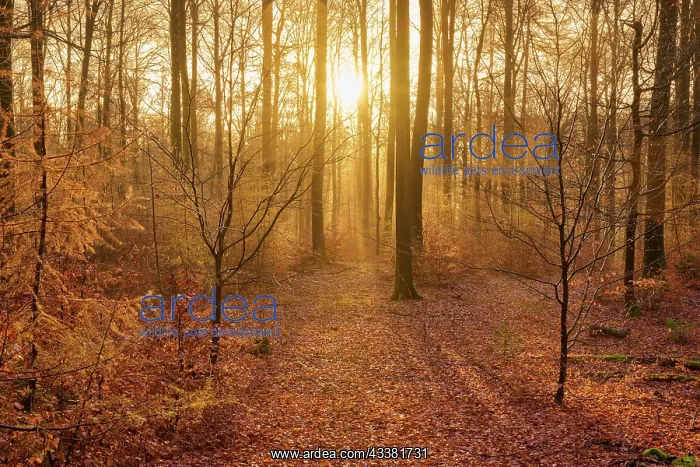 : Forest, beeches, haze, sunrise, autumn, Weibersb : Forest, beeches, haze, sunrise, autumn, Weibersb