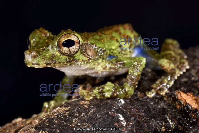 : Forest Bromeliad Treefrog (Osteocephalus cabrerai) : Forest Bromeliad Treefrog (Osteocephalus cabrerai)