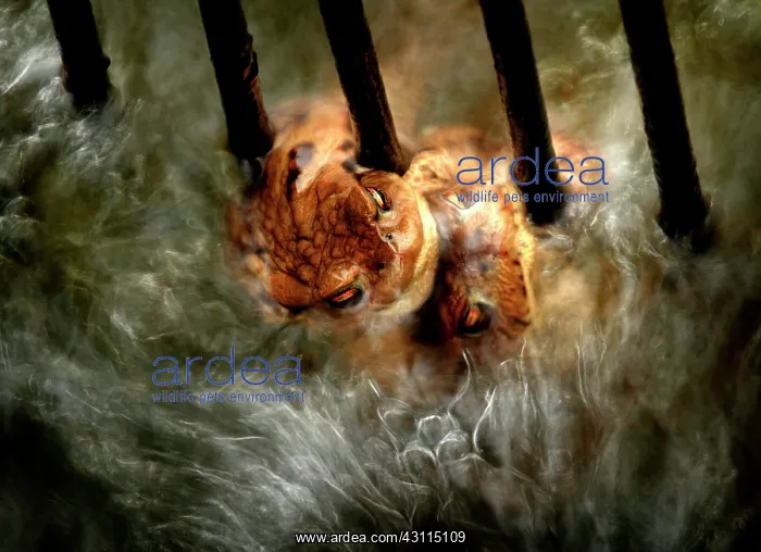 : Forest brown toads (Bufo bufo) in a fish pond drain : Forest brown toads (Bufo bufo) in a fish pond drain