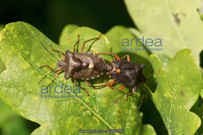 : Forest Bug (Pentatoma rufipes). Kv nrkeby Mose : Forest Bug (Pentatoma rufipes). Kv nrkeby Mose