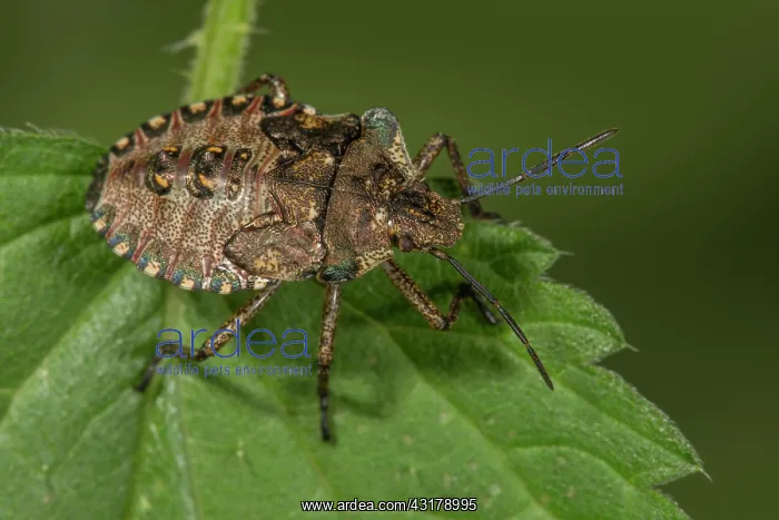 : Forest bug (Pentatoma rufipes) larva on a stinging : Forest bug (Pentatoma rufipes) larva on a stinging