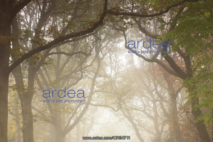 : Forest canopy with branches on misty day in autumn : Forest canopy with branches on misty day in autumn
