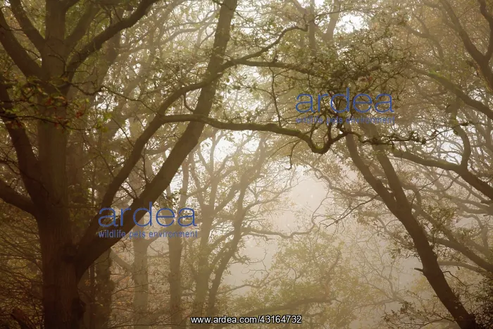 : Forest canopy with branches on misty day in autumn : Forest canopy with branches on misty day in autumn