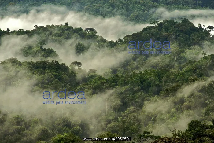 : Forest canopy in the mist : Forest canopy in the mist