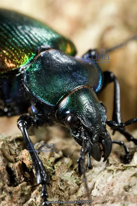 : Forest Caterpillar Hunter - close-up : Forest Caterpillar Hunter - close-up