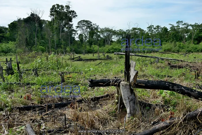  : Forest clearance to obtain agricultural and grazing