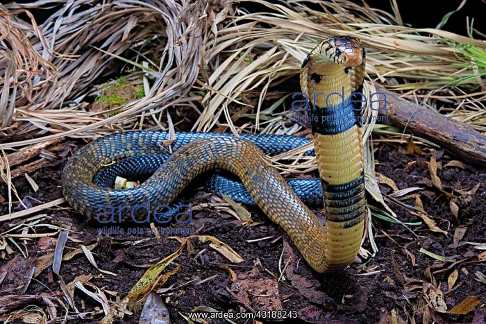 : Forest cobra (Naja melanoleuca) on alert, Africa : Forest cobra (Naja melanoleuca) on alert, Africa