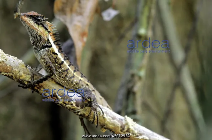 : Forest Crested lizard : Forest Crested lizard